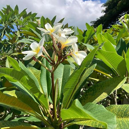 Samui Garden Resort Bang Rak Beach  Eksteriør bilde