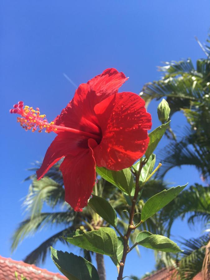 Samui Garden Resort Bang Rak Beach  Eksteriør bilde