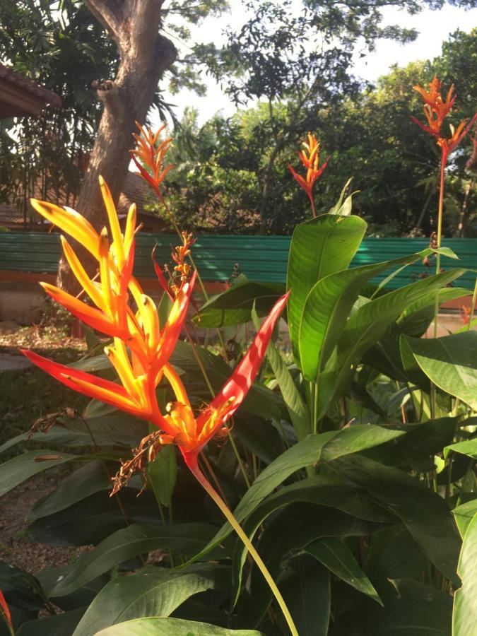 Samui Garden Resort Bang Rak Beach  Eksteriør bilde