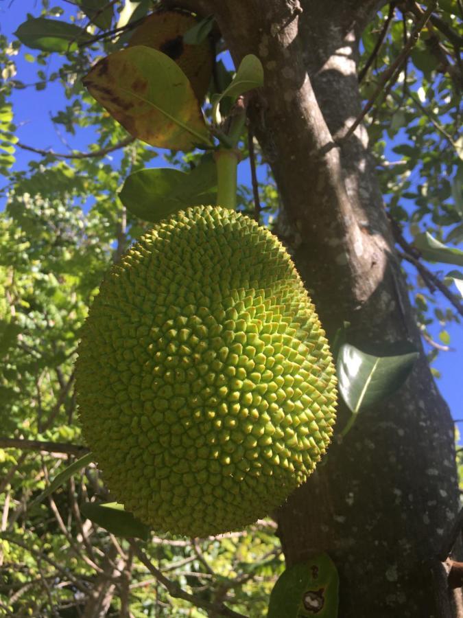 Samui Garden Resort Bang Rak Beach  Eksteriør bilde
