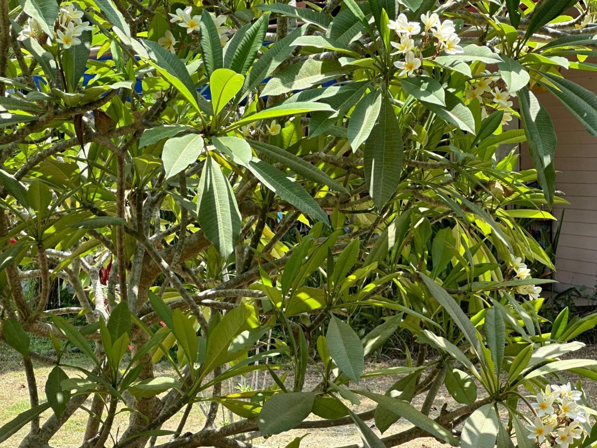 Samui Garden Resort Bang Rak Beach  Eksteriør bilde