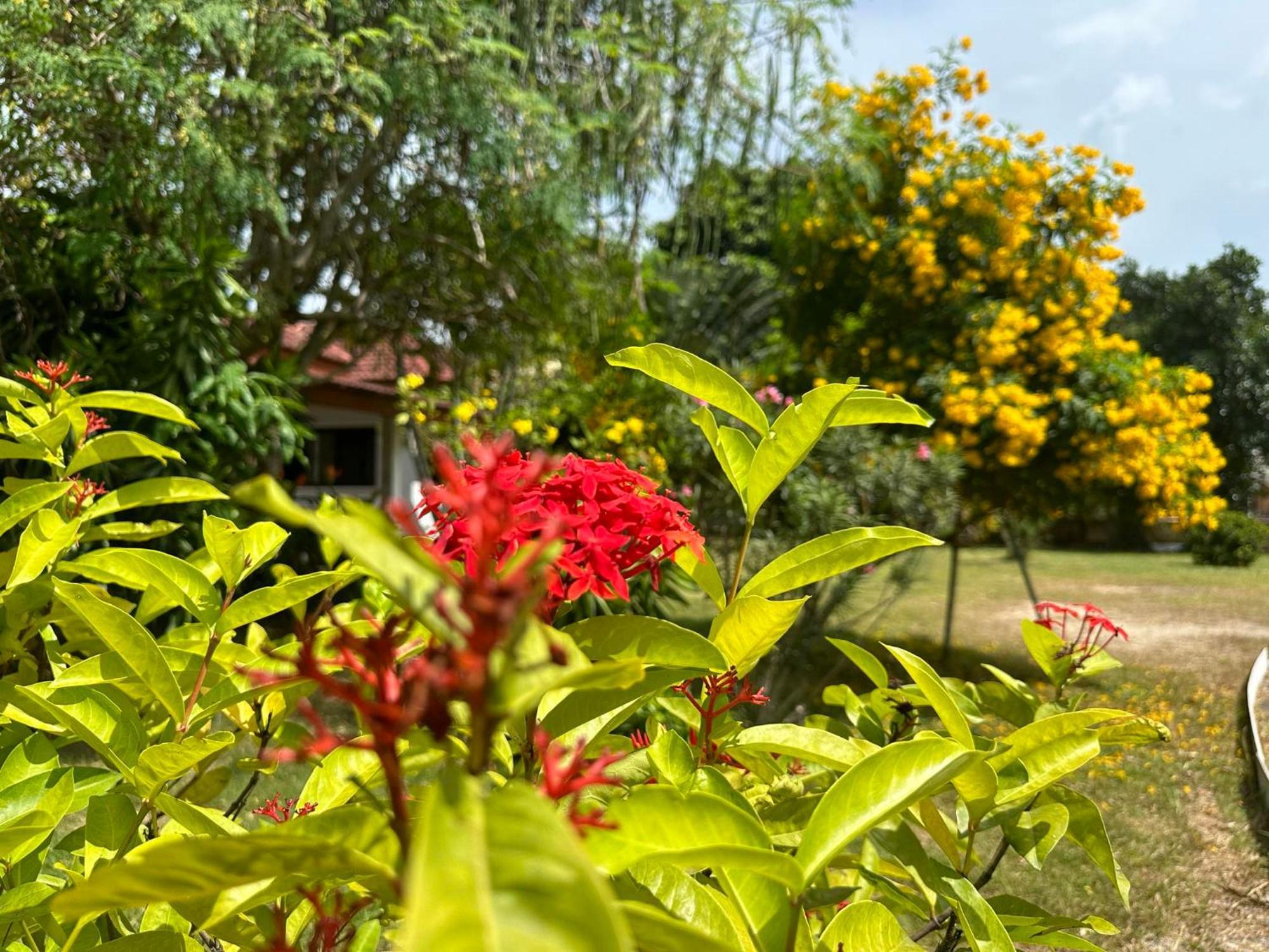 Samui Garden Resort Bang Rak Beach  Eksteriør bilde