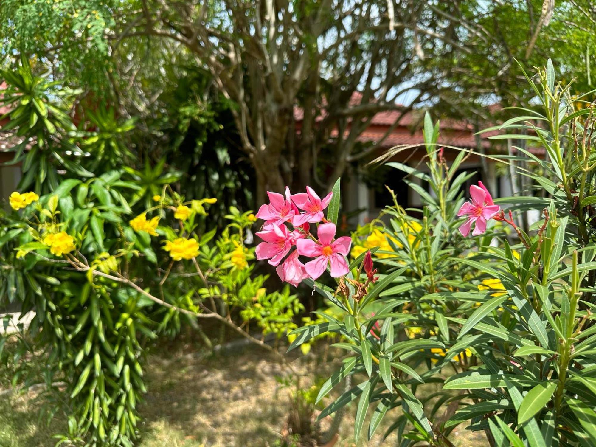 Samui Garden Resort Bang Rak Beach  Eksteriør bilde