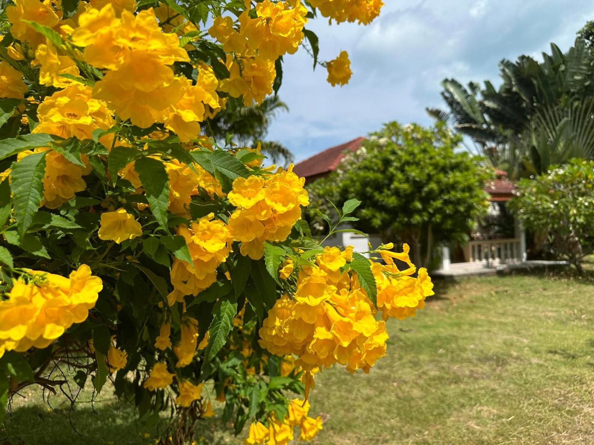 Samui Garden Resort Bang Rak Beach  Eksteriør bilde