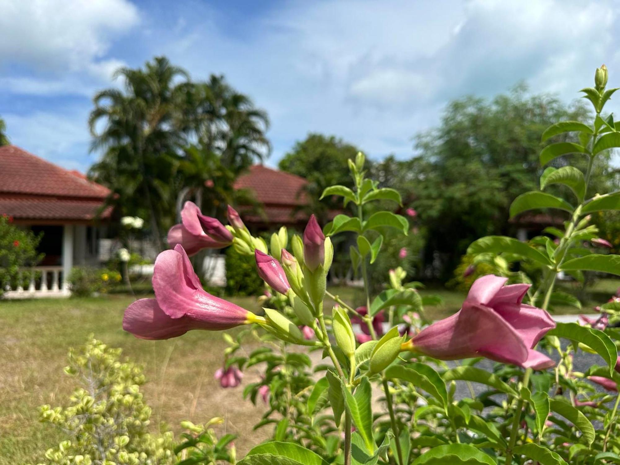 Samui Garden Resort Bang Rak Beach  Eksteriør bilde